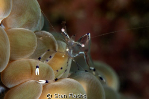 shrimp on bubbles by Stan Flachs 